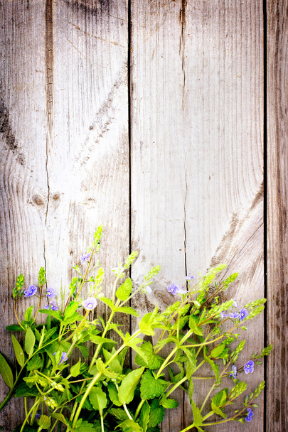 Purple flowers background - Фото, зображення