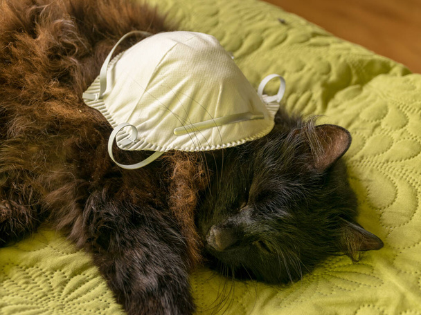 Siyah kedili ve maskeli resim, uyuyan kedi. - Fotoğraf, Görsel