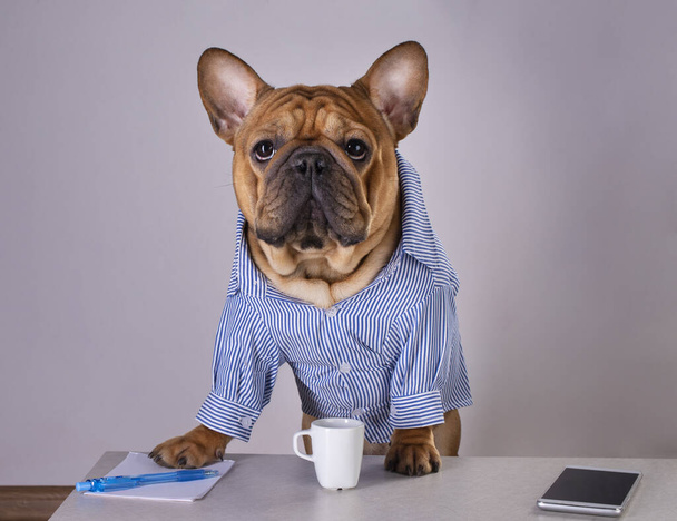 bulldog francese beve caffè del mattino in ufficio
 - Foto, immagini