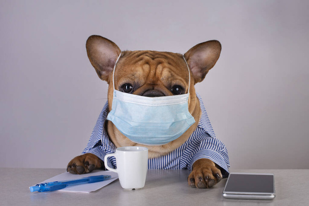 francia bulldog orvosi maszkban a munkahelyen világjárvány idején - Fotó, kép