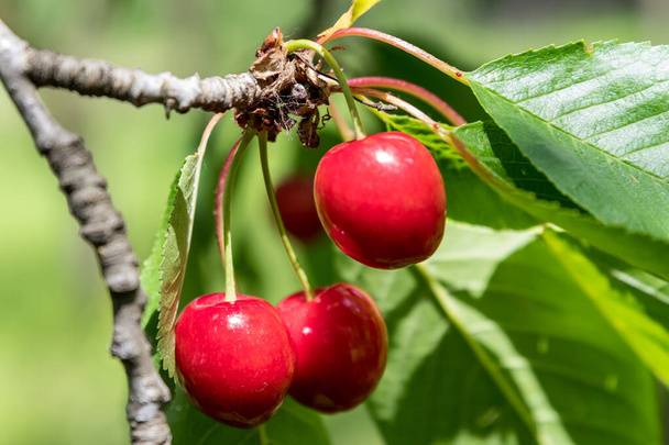 Close up of a ripe fresh cherries and green leaves in a tree orchard in a garden in a sunny summer day, beautiful outdoor background photographed with soft focus - Photo, Image