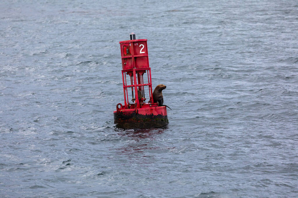Sea Lion sitting on a red navigational buoy in Alaska just outside of Hoonah, Icy Strait Point - Photo, Image