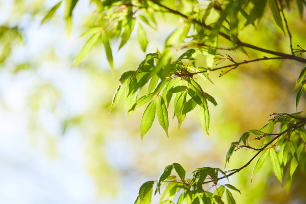 jeunes feuilles vertes sur les branches des arbres éclairées par le soleil
  - Photo, image