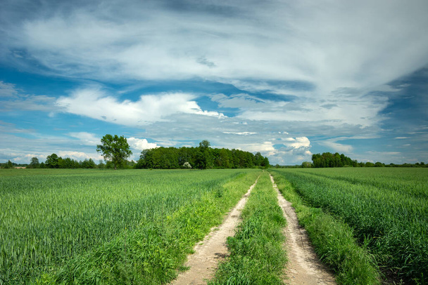 A dirt road through green fields, white clouds on a blue sky - Fotoğraf, Görsel