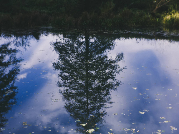 reflexión de árboles en un pequeño río forestal, Rusia
 - Foto, Imagen