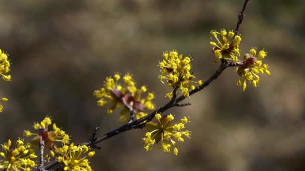 Blossom of European Cornel in natural environment (Cornus mas) - Πλάνα, βίντεο