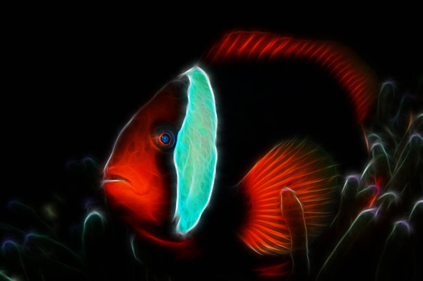 Fractal approximation of a image of the tomato clownfish (Amphiprion frenatus (Lat))) που κρύβεται μέσα στην ανεμώνη, Panglao, Φιλιππίνες - Φωτογραφία, εικόνα