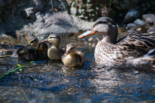 Mère avec des bébés canards dans un étang
 - Photo, image