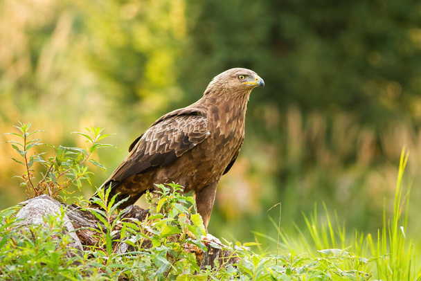 Curious lesser spotted eagle sitting on a stump on glade in green summer nature - Photo, Image
