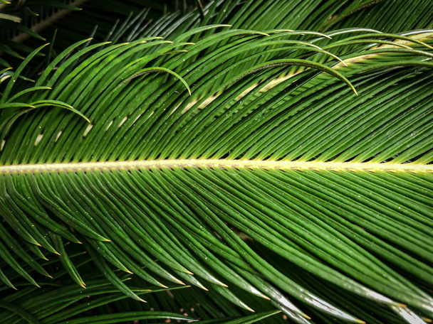 Lähikuva vihreä trooppinen palmunlehti
 - Valokuva, kuva