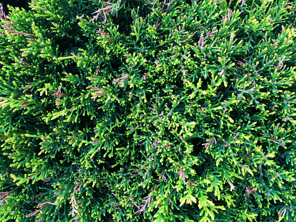 Zypressen-Thuja-Nadelbaum aus nächster Nähe - Foto, Bild