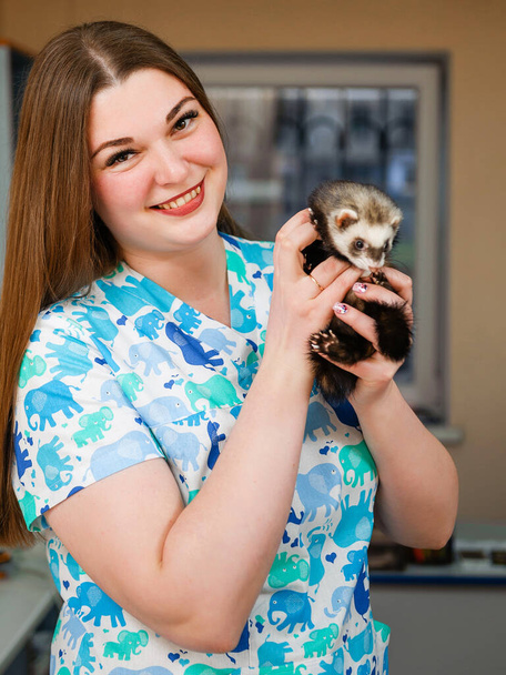 Veterinarian examines a ferret in a clinic. Preventive procedures at the veterinary clinic for a pet - Foto, Imagem