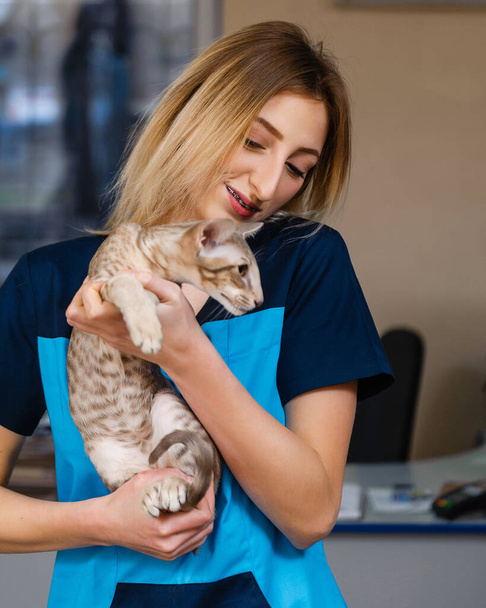 Good veterinarian holds a cat in his arms. Preventive examination of a cat in a veterinary clinic - Foto, Imagem