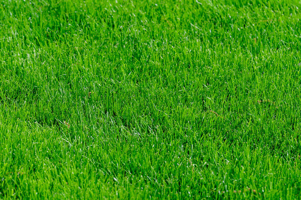Minimalistyczne monochromatyczne teksturowane naturalne tło zielonej trawy w słoneczny wiosenny dzień w ogrodzie - Zdjęcie, obraz