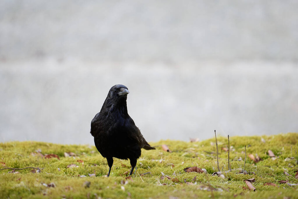 Um corvo carniça (Corvus corone) olhando para a câmera, permanecendo ainda em musgo verde brilhante
 - Foto, Imagem