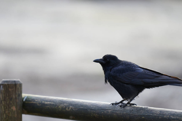 Profile of a carrion crow (Corvus corone) on a wooden balcony rail - Photo, Image