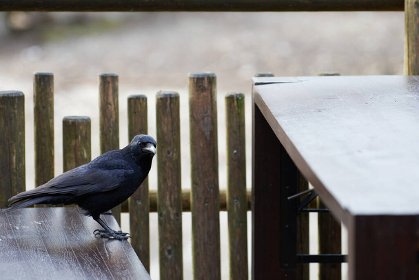 Падающий ворон (Corvus corone) смотрит в камеру, стоит на скамейке и ищет еду на месте для пикника
 - Фото, изображение
