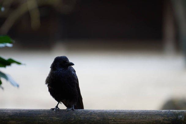 A cute young carrion crow (Corvus corone) staring at the camera on a wooden balcony rail - Photo, Image