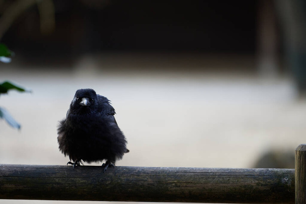 A cute young carrion crow (Corvus corone) ruffles while staring at the camera on a wooden balcony rail - Photo, Image