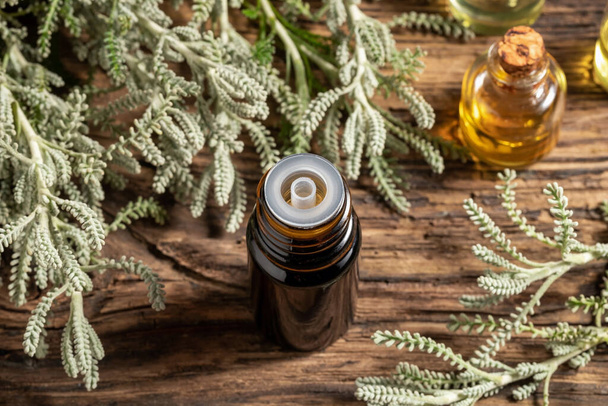A dark bottle of santolina essential oil with fresh plant - Photo, Image