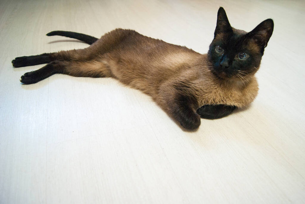 白いラミネートの床には美しいタイ猫やシアメーズキャットが横たわっています。. - 写真・画像