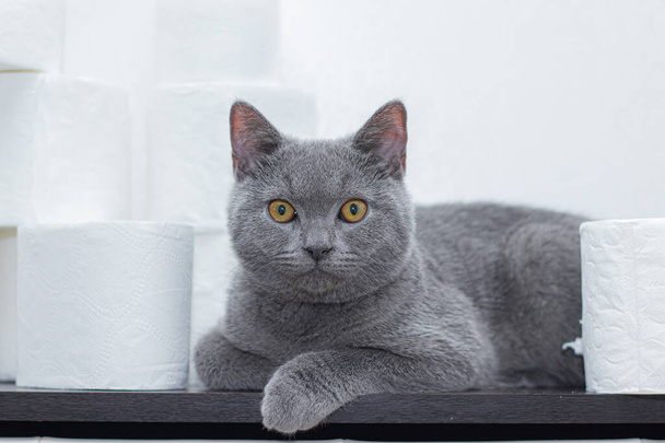 Cat and toilet paper . The General panic on the stock of paper. The lack of toilet paper. Grey British house cat. - Photo, Image