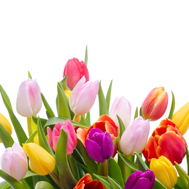 Multicolored tulips on a white background. Bouquet of spring flowers. Isolate on white background - Foto, afbeelding