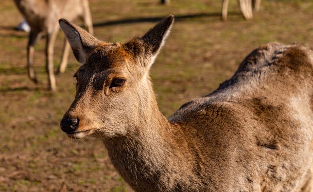 Um close-up de um dos cervos sika que percorrem o Parque Nara (Nara
). - Foto, Imagem