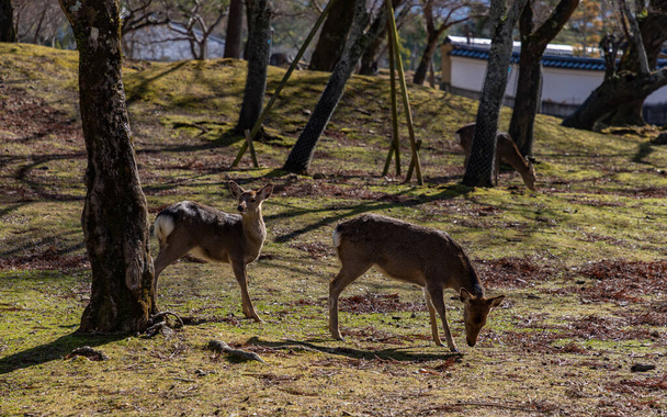 Nara Parkı 'nda (Nara) gezinen bir grup Sika geyiğinin resmi.). - Fotoğraf, Görsel