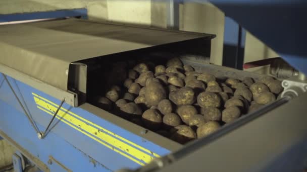 овощи картофель на сортировочной ленте на крупном заводе конвейер урожая
 - Кадры, видео