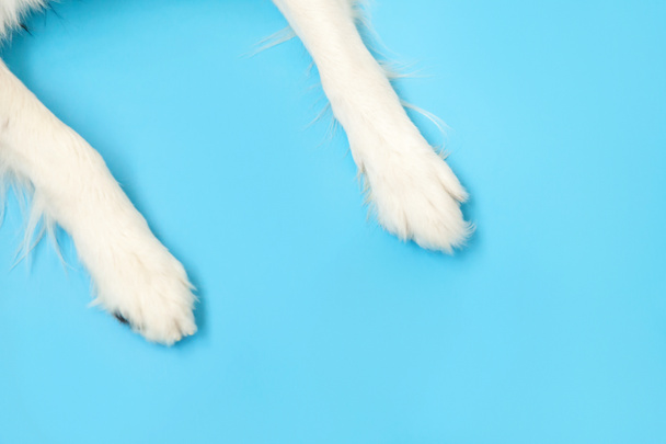 Funny puppy dog border collie paws close up isolated on blue background. Pet care and animals concept. Dog foot leg overhead top view. Flat lay copy space place for text - Photo, Image