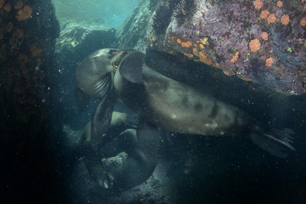 Θαλάσσιος Λέων υποβρύχια σε κοιτάζω - Φωτογραφία, εικόνα