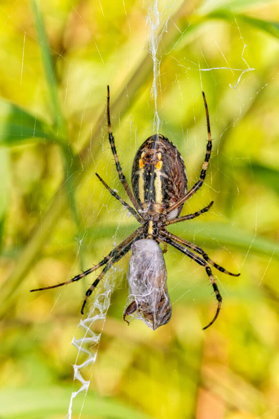 Αράχνη σφήκας (Argiope bruennichi) στον ιστό με θήραμα. Μαύρη και κίτρινη ρίγα Argiope bruennichi σφήκα αράχνη στο διαδίκτυο - Φωτογραφία, εικόνα