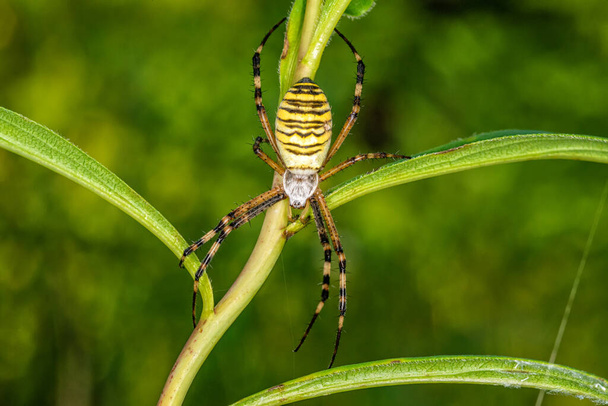 Bande noire et jaune Argiope bruennichi guêpe araignée sur feuille
 .  - Photo, image