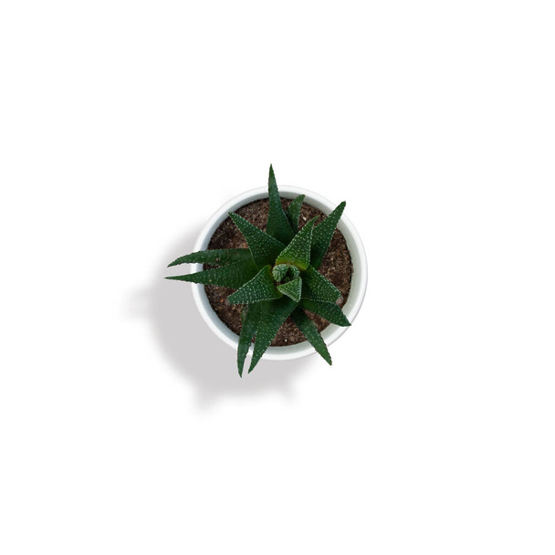 Bovenaanzicht van haworthia plant geïsoleerd op witte achtergrond - Foto, afbeelding