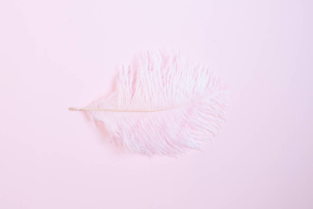 Pink feather on pink background - Photo, image
