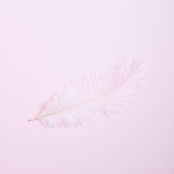 Pluma rosa sobre fondo rosa
 - Foto, Imagen