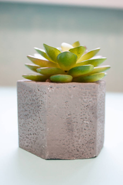 Home plant haworthia succulent in stone pot - Φωτογραφία, εικόνα