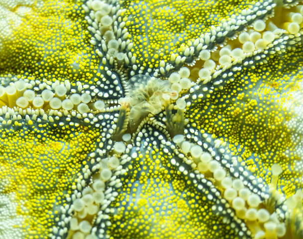 Détail rapproché de la face inférieure d'une étoile de mer jaune vivante dans la mer
 - Photo, image