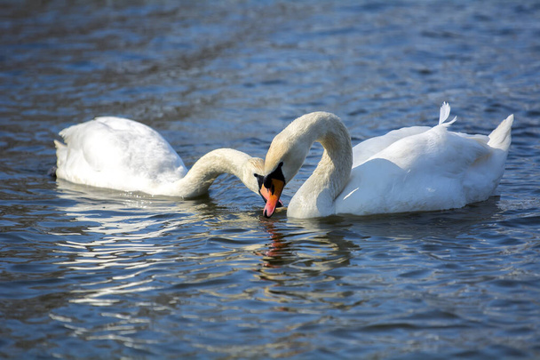 Un encantador cisne poderoso flota en el lago
 - Foto, imagen