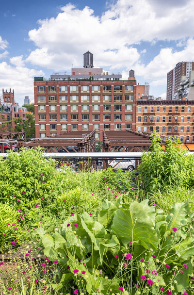 High Line w sezonie letnim z budynkami i roślinnością, Nowy Jork. - Zdjęcie, obraz
