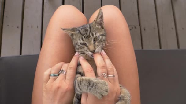 POV: Egy aranyos kiscica simogatása az öledben, miközben játékosan megharapja az ujjaidat. - Felvétel, videó