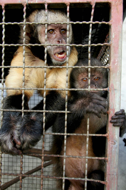 eunapolis, bahia / brazil - Φεβρουάριος 18, 2008: Πιθήκους Capuchin που συνελήφθησαν από Ibama εμφανίζονται κατά τη διάρκεια της θεραπείας στην πόλη της Eunapolis. - Φωτογραφία, εικόνα