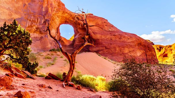 Dead Tree in front of The Ear of The Wind, a hole in a rock formation in Monument Valley Navajo Tribal Park on the border of Utah and Arizona, United States - Photo, Image