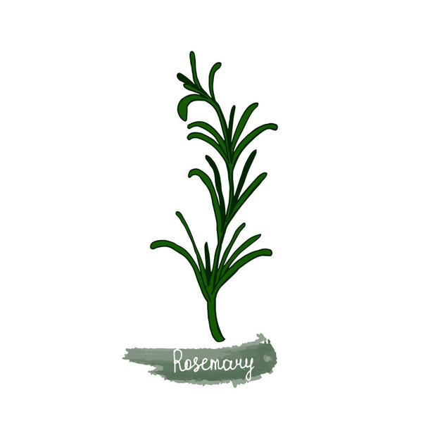 Ervas picantes são cultivadas no jardim. Rosemary. A ilustração vetorial é desenhada à mão. Estilo Doodle. Imagem colorida sobre um fundo isolado branco. Ilustração vetorial
 - Vetor, Imagem