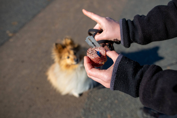 Chien de berger des Shetland devant un appât pour chien
 - Photo, image