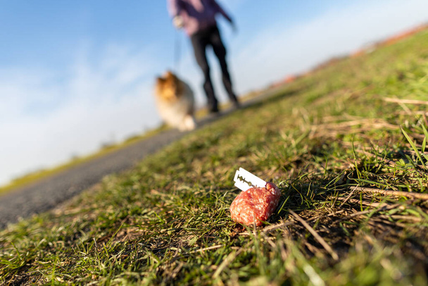 Shetland perro pastor delante de un cebo para perros
 - Foto, imagen