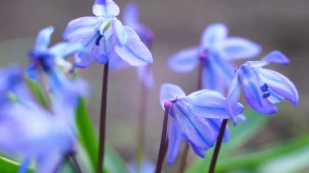 BlueBell çiçeği. İlk bahar çiçekleri. Scylla bahçede genç bir çalı yetişiyor.. - Video, Çekim