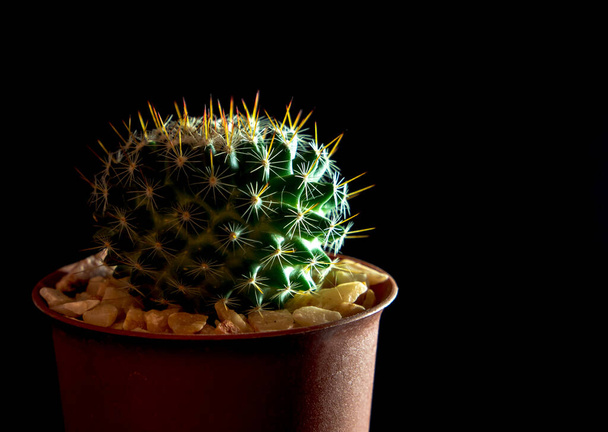 Cactus especie Mammillaria aislado sobre fondo negro - Foto, Imagen