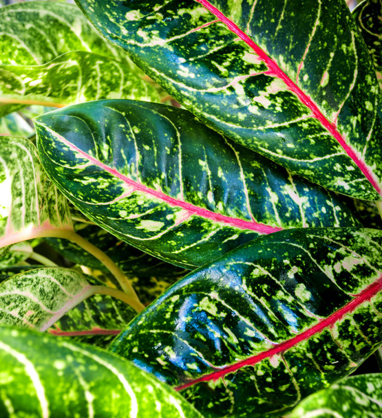 Zbliżenie do szczegółów żywy różowy i zielony kolor na powierzchni liści Aglaonema piękne tropikalne ozdobnych roślin domowych - Zdjęcie, obraz